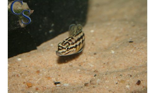 Julidochromis marlieri